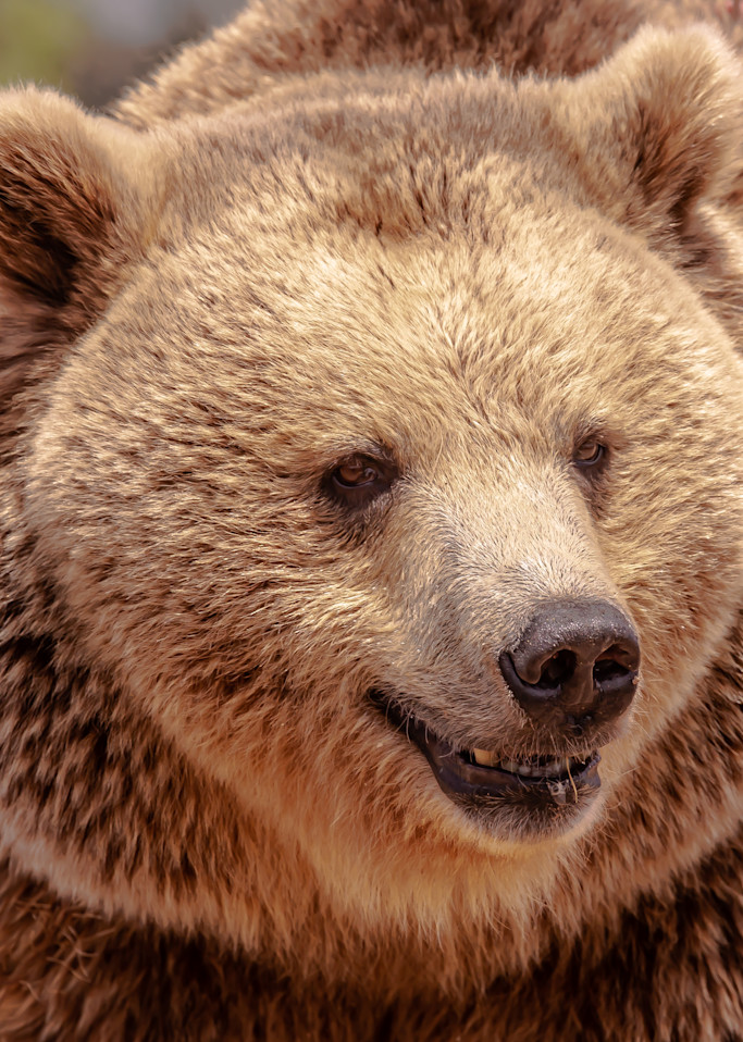 U6 A0601 Well Fed Grizzly Bear Photography Art | Williams Nature Photography