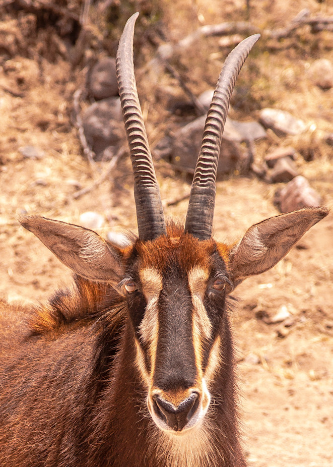 U6 A0747 Sable Antelope Photography Art | Williams Nature Photography