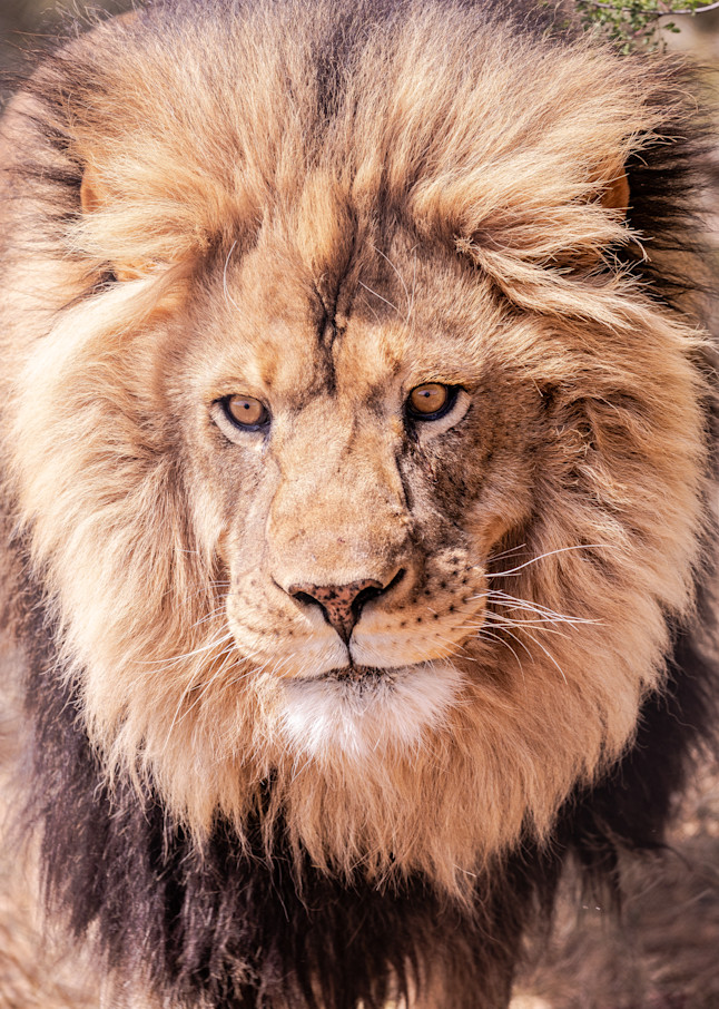 U6 A0343 Male African Lion Photography Art | Williams Nature Photography