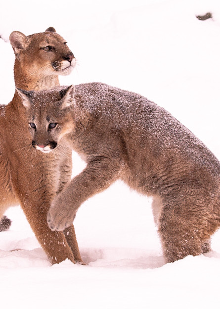 U6 A7982 Patient Mother Puma And Active Son Photography Art | Williams Nature Photography