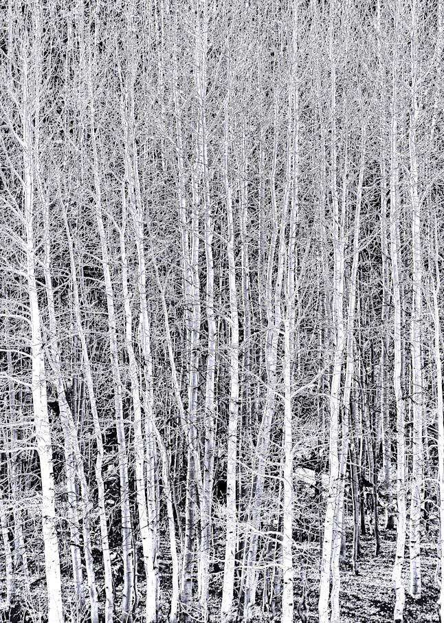 White Tree Forest