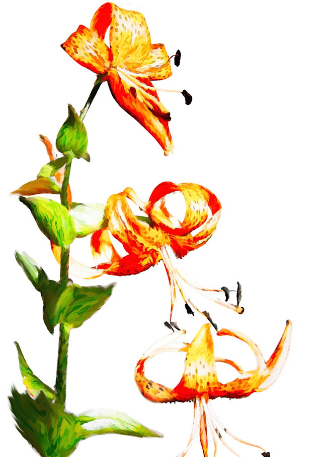Michigan Lily Wildflower Art | Light Pixie Studio