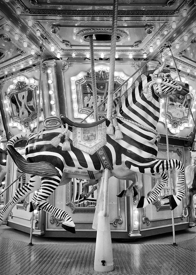Merry Zebra Photography Art | Robert Williams Photography