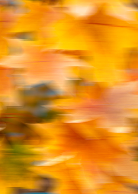 Maple - Fall colored leaves in a digital produced piece of photo art photograph print