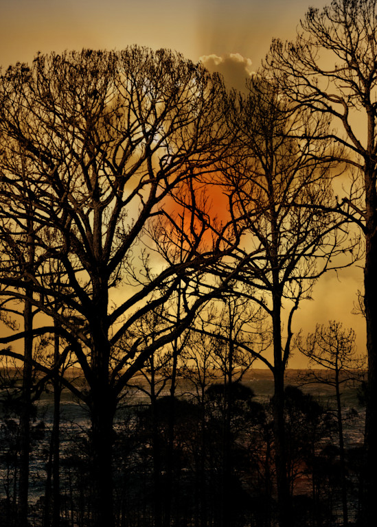 Sunset Trees Art | R.j.Ricci Art