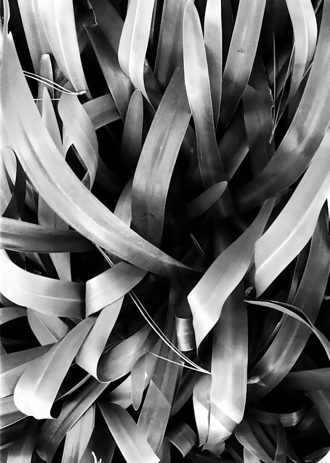 Plant Leaves Black And White Photography Art | David Louis Klein
