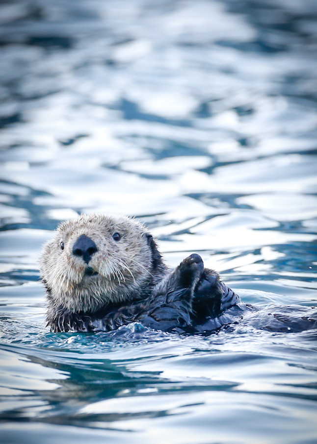 Otter Prayers Photography Art | Colorado Born Images 