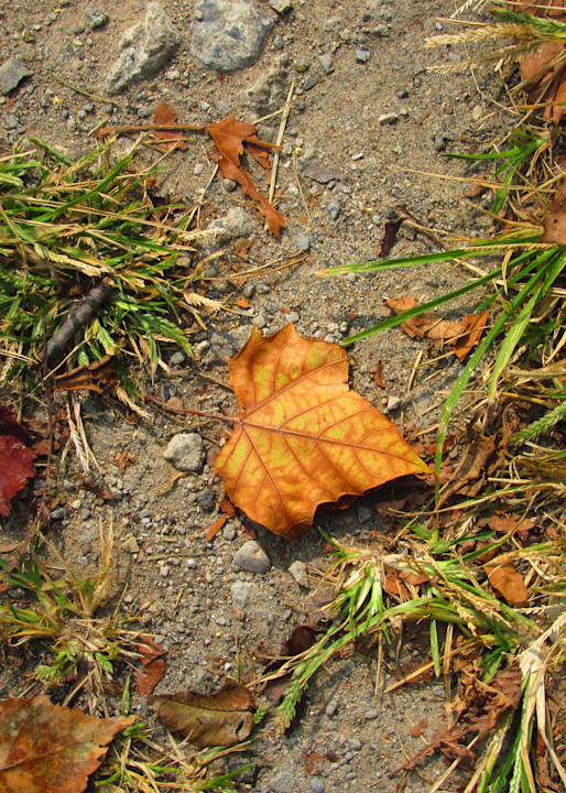 Hints of Autumn