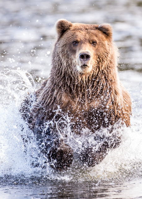 Dinner Run Brown Bear Fishing In Alaska