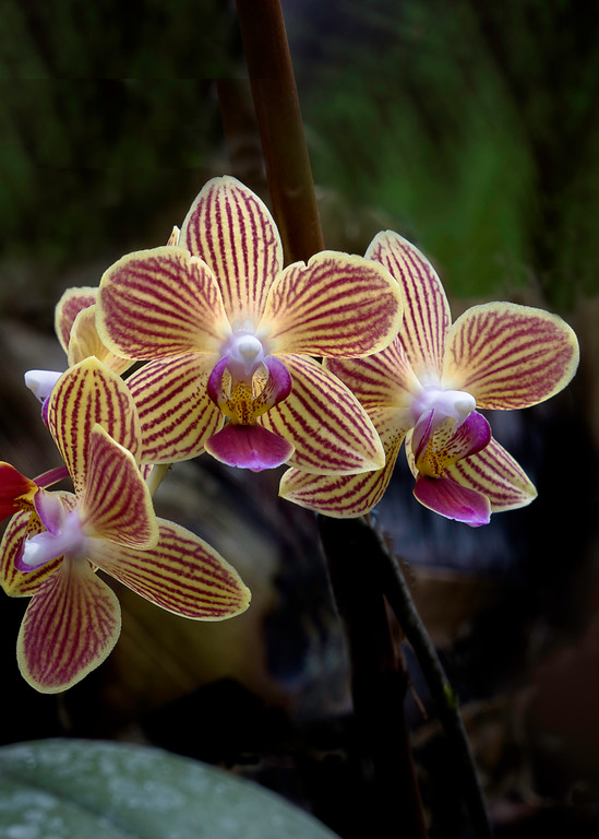 Yellow Striped Phalaenopsis Orchid
