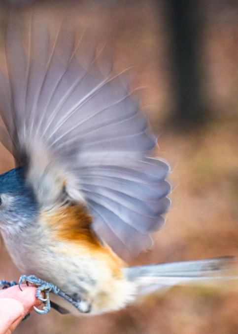 Bird In Flight Photography Art | Ray Marie Photography 