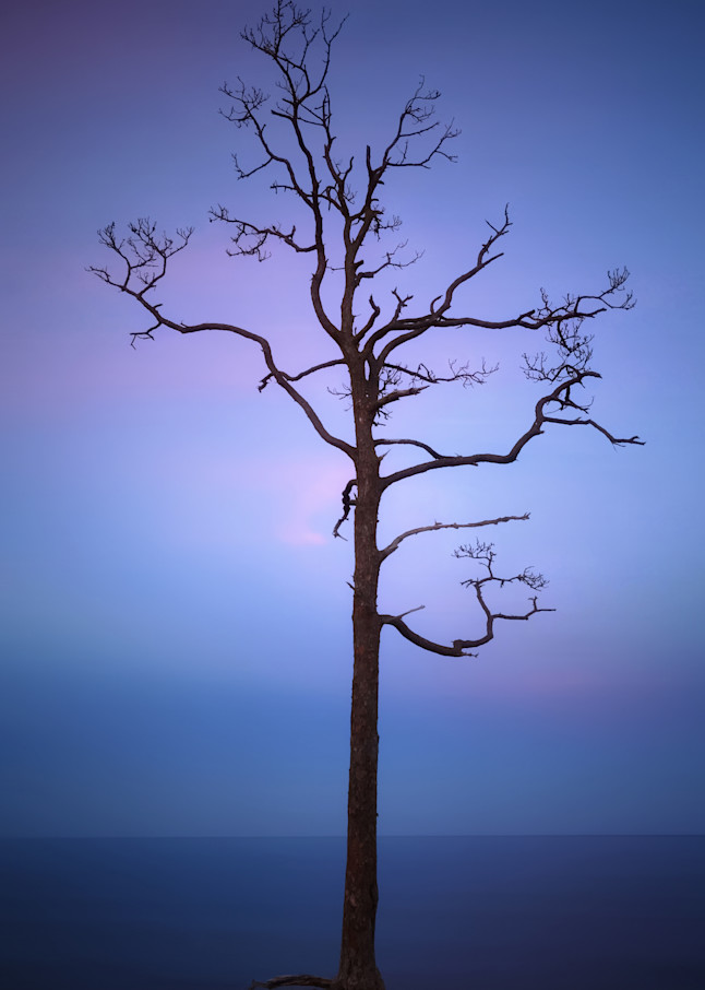 Lone Pine Bald Point Florida Photography Art | Distant Light Studio
