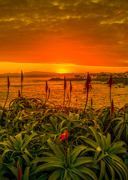 Blooming Aloes Sunrise, Pacific Grove Photography Art | Brad Wright Photography