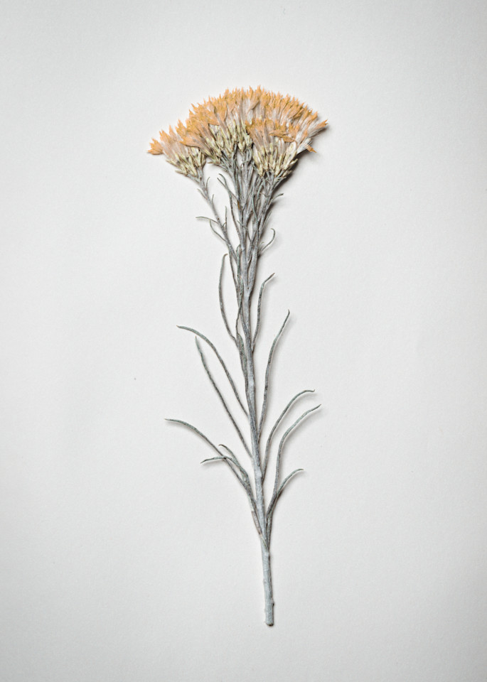Pressed Flowers Inside Moleskine Journal | Nathan Larson Photography
