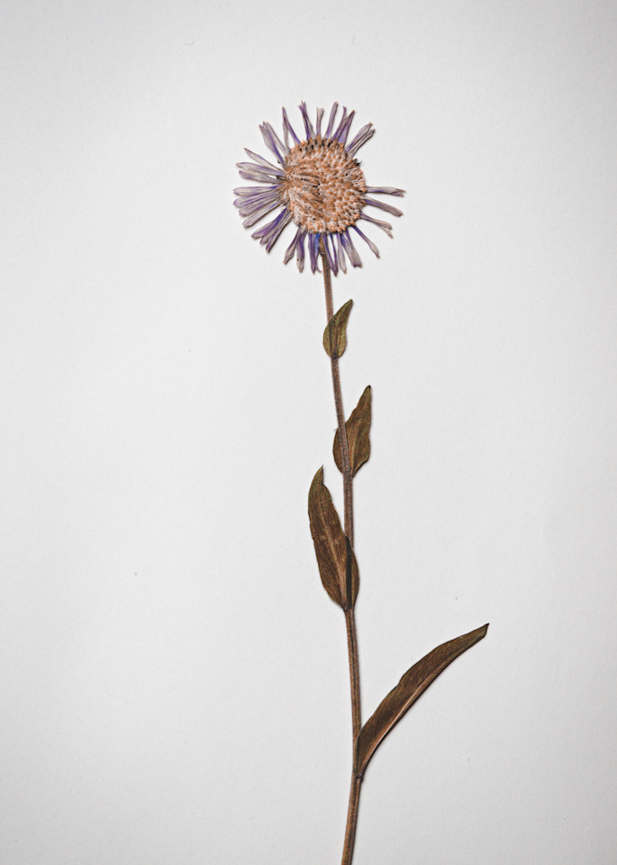 Nathan Larson Fine Art Photography | Pressed Flowers | Stilllifes