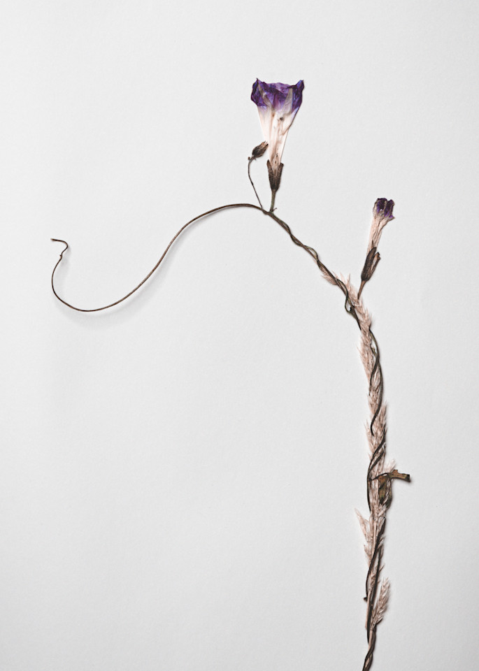 Pressed Flowers and Nature Stilllifes | Nathan Larson Photography