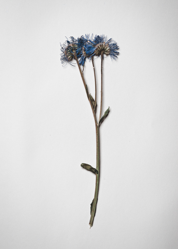 Nathan Larson Photography | Fine Art Pressed Flowers | Still-life 