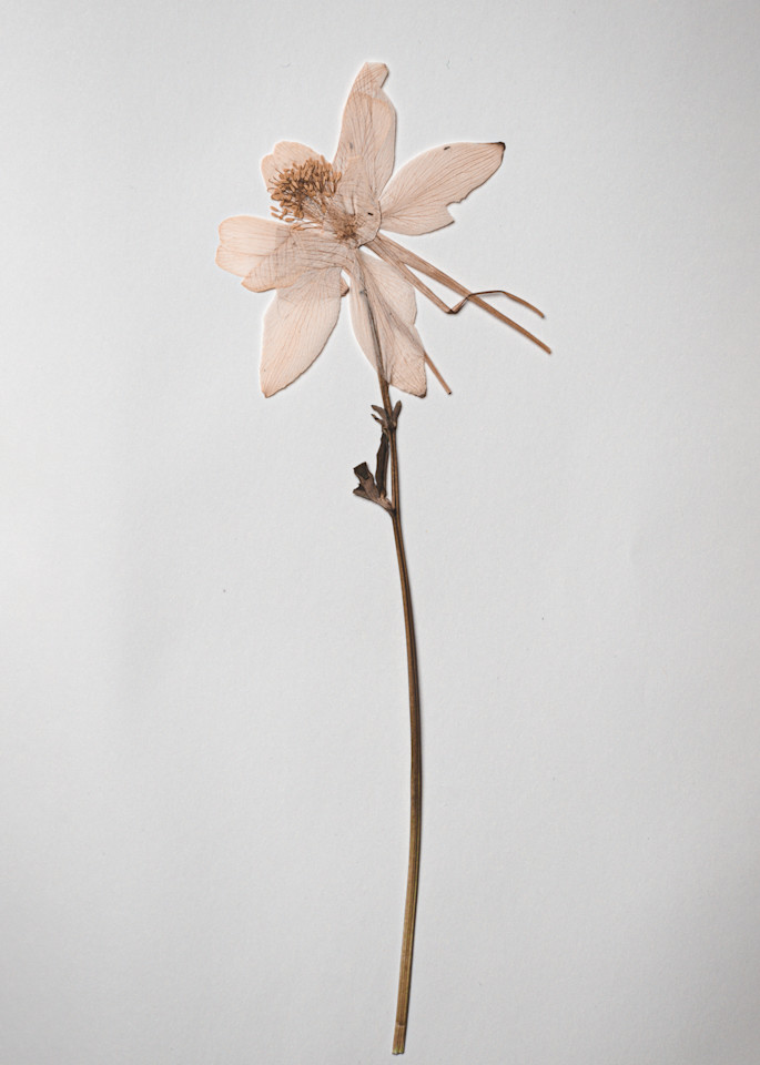 Pressed Flowers | Stilllife | Nathan Larson Photography | Fine Art