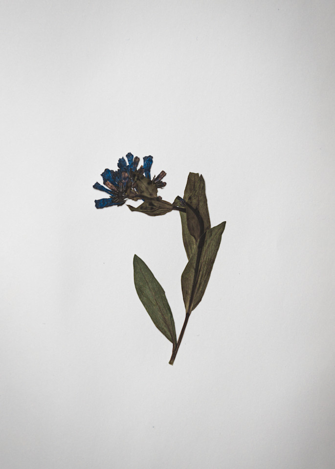Pressed XI | Pressed Flower Still Life Fine Art Prints | Nathan Larson Photography