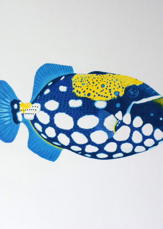 Trigger Fish No 1 Open Edition Print Art | juliesiracusa