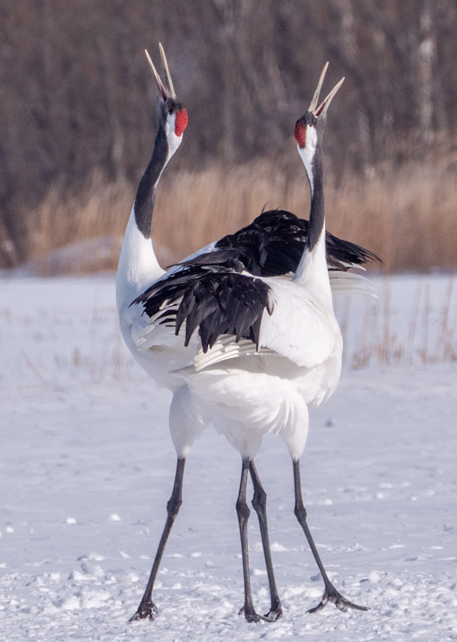 Red-crowned cranes in Hokkaido, Japan. This is one of the rarest cranes in the world - there are estimated to be around 2,750 in the wild. In Japanese culture, the crane is a mystical creature that symbolizes good fortune and longevity.