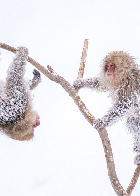 Snow monkeys after a heavy snowstorm in Jigokudani, Japan.