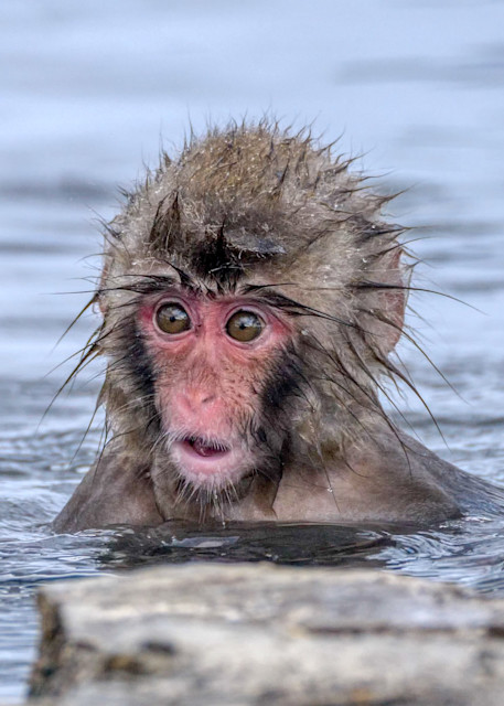 Cute baby snow monkey after jumping into the water.