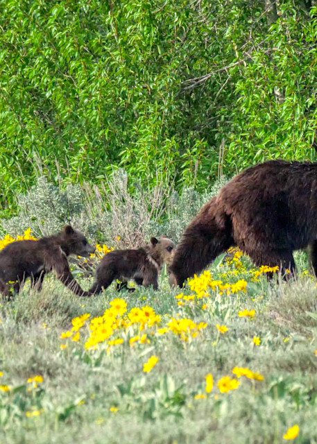 Grizzly 399 is possibly the most famous bear in the world, and lives in Grand Teton National Park. She is 24 years old, and this year had four cubs, an unusually large number. I was excited to capture her with all four here.
