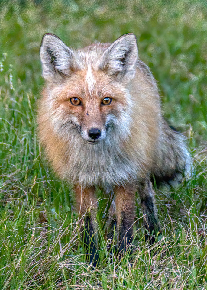 Beautiful fox in Grand Teton Nationsl Park.