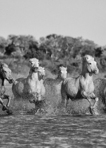 Marsh Run. Horses of the Camargue.
