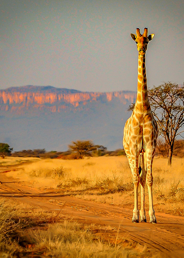 Ag Giraffe On The Road To The Waterberg Art | Open Range Images
