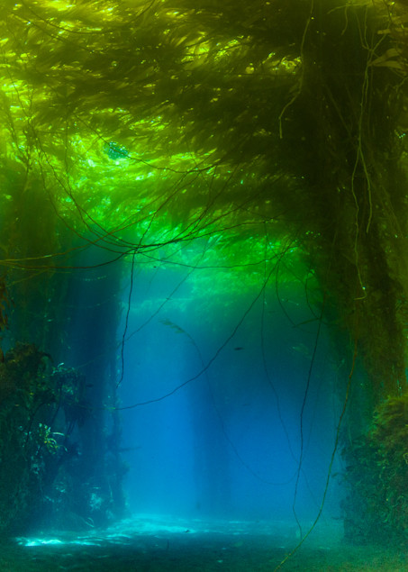 The King's Forest is a fine art photograph of an underwater kelp forest available for sale.
