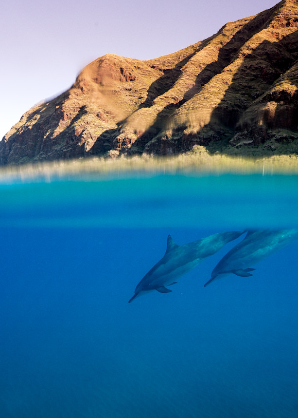 The Dolphin Dive Art | Modus Photography