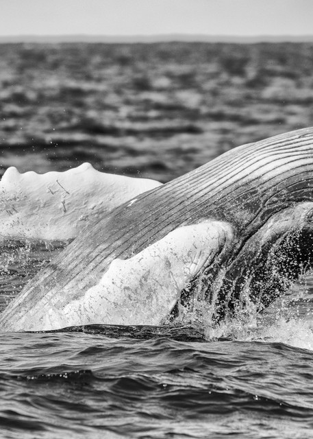 Humpback Whale Calf Breaching BW, Silver Bank, Dominican Republic