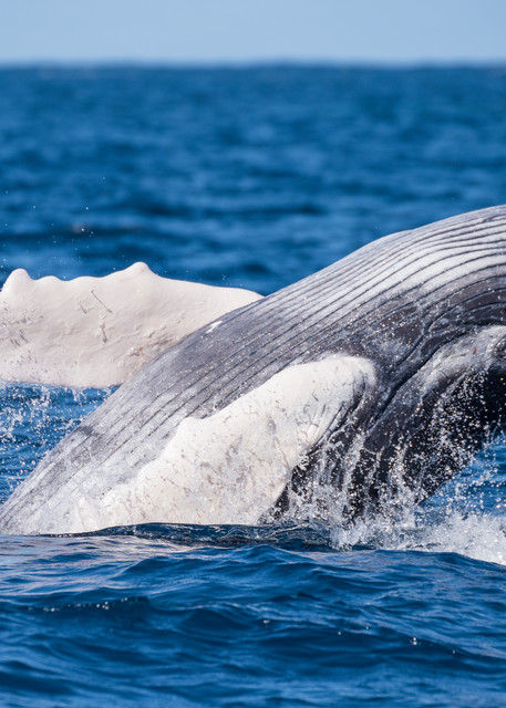 Humpback Whale Calf Breaching, Silver Bank, Dominican Republic