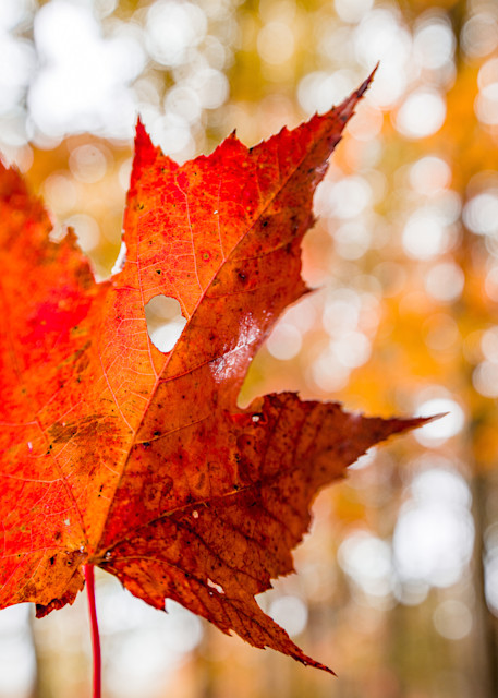 Fall Foliage Photography Art | kramkranphoto
