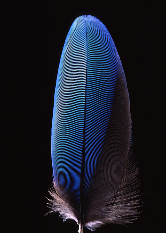 Blue Feather 2003 Photography Art | Rick Gardner Photography