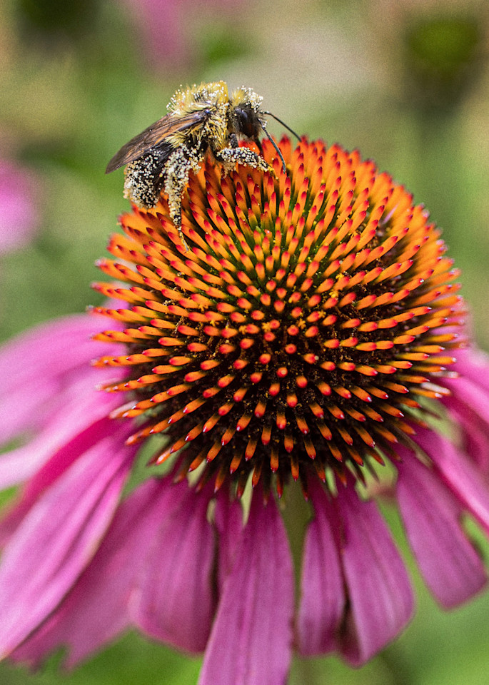 Bee On Echinacea Art | Meghan Aileen Fine Art