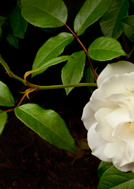 White Rose Photography Art | Rick Gardner Photography