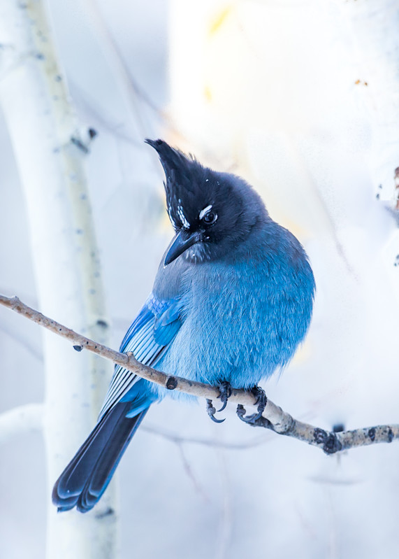 Winter Jay Photography Art | Colorado Born Images 