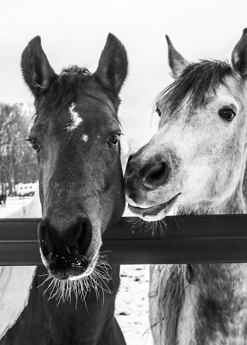Two Horses Bw Photography Art | Ray Marie Photography 