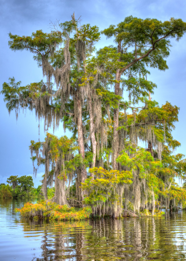 Old Florida Cypress Art | Modus Photography