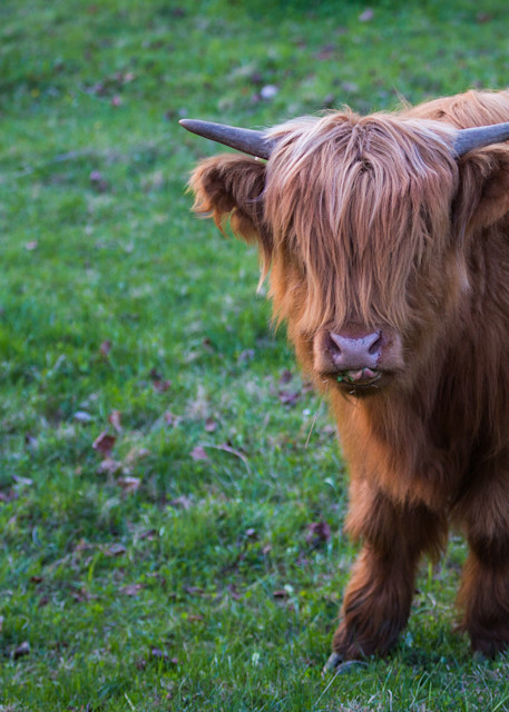 Highland Cow | Nose Licker | Nathan Larson Photography