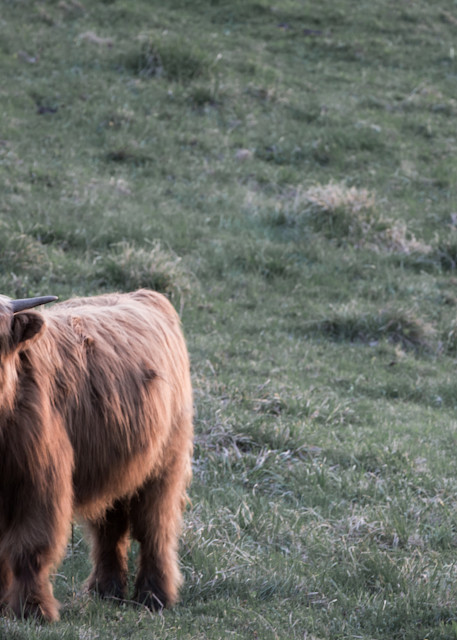 Highland Cow | Sunset Calf | Nathan Larson Photography