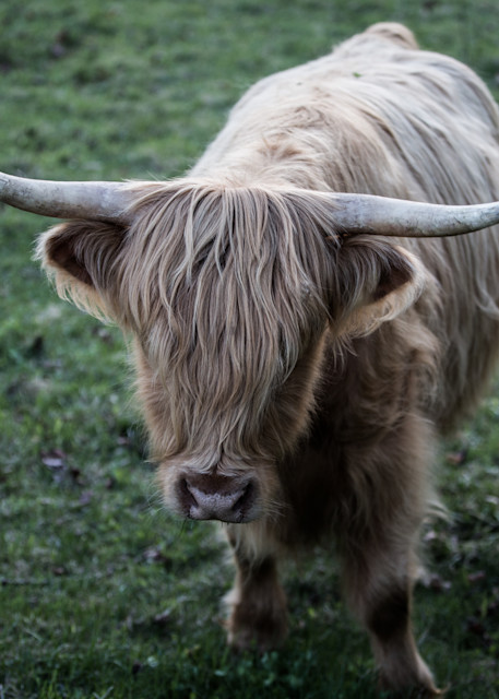 Highland Cow | No Bull | Farm and Pasture Photography by Nathan Larson Photography
