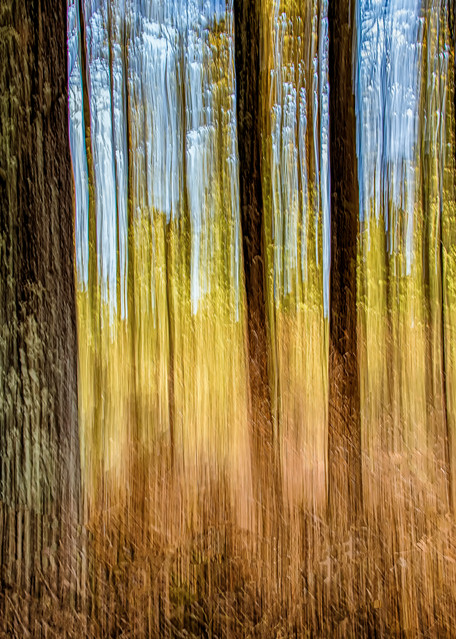 State Forrest Impressions Art | Michael Blanchard Inspirational Photography - Crossroads Gallery