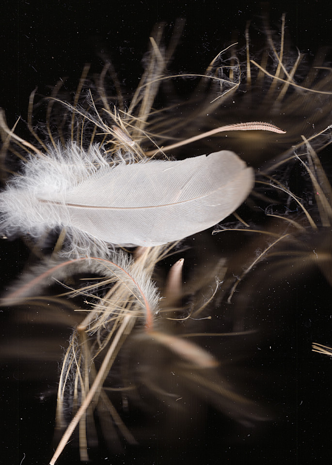 Wild Feather And Salsify Seeds Photography Art | Floating City Scanography