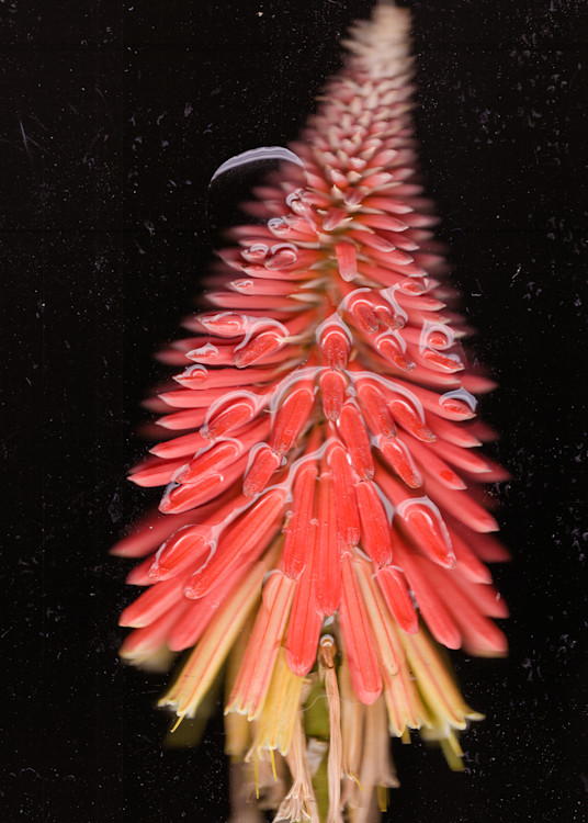 Red Hot Poker 2 Photography Art | Floating City Scanography