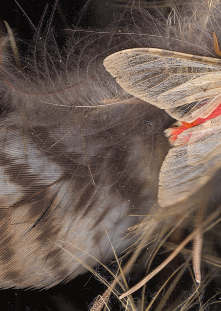 Wild Moth And Feathers Photography Art | Floating City Scanography