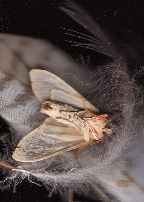 Half Moon Feather And Wild Moth Photography Art | Floating City Scanography